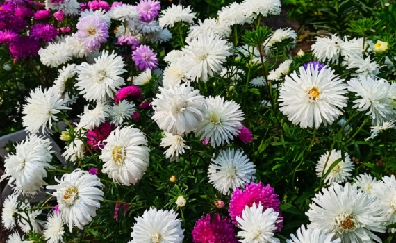 Пока вы убираете осенний сад, пора сеять астры — экспресс-способ для раннего цветения без хлопот