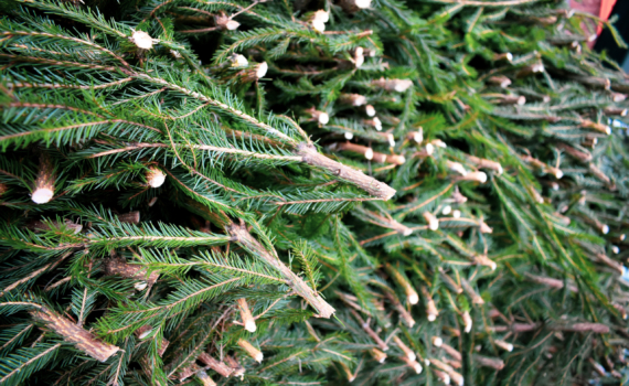 Успеть до Крещения: народные и реальные сроки выноса ёлки из дома — инструкция, как это сделать Успеть до Крещения: народные и реальные сроки выноса ёлки из дома — инструкция, как это сделать