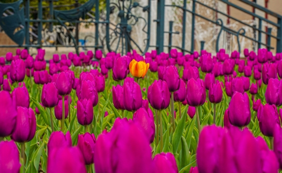 Тюльпаны проснулись: что срочно сделать в марте, чтобы клумба зацвела пышно — удивите соседей Тюльпаны проснулись: что срочно сделать в марте, чтобы клумба зацвела пышно — удивите соседей
