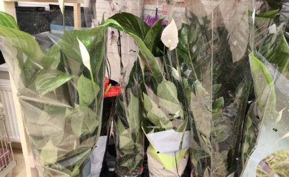 Секреты спатифиллума: 7 признаков болезни, 5 ошибок и пути спасения вашего женского счастья Секреты спатифиллума: 7 признаков болезни, 5 ошибок и пути спасения вашего женского счастья