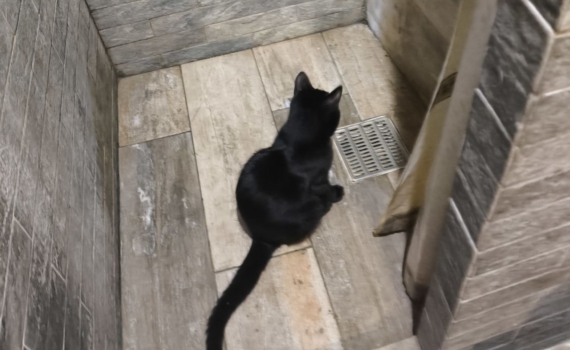 Ошибка, из-за которой душ может затопить квартиру: как правильно выбрать трап Ошибка, из-за которой душ может затопить квартиру: как правильно выбрать трап